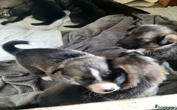 Mixed Breed dogs for sale: New Zealand Huntaway x Siberian Husky - Image 6