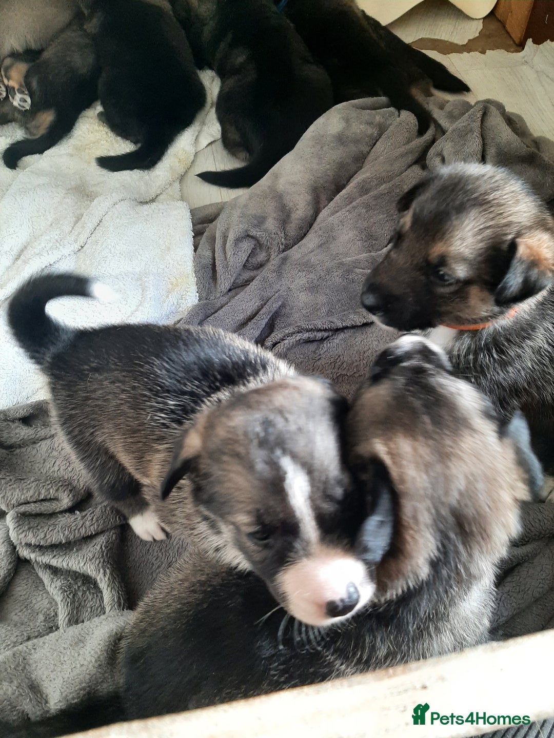 Mixed Breed dogs for sale: New Zealand Huntaway x Siberian Husky - Image 6