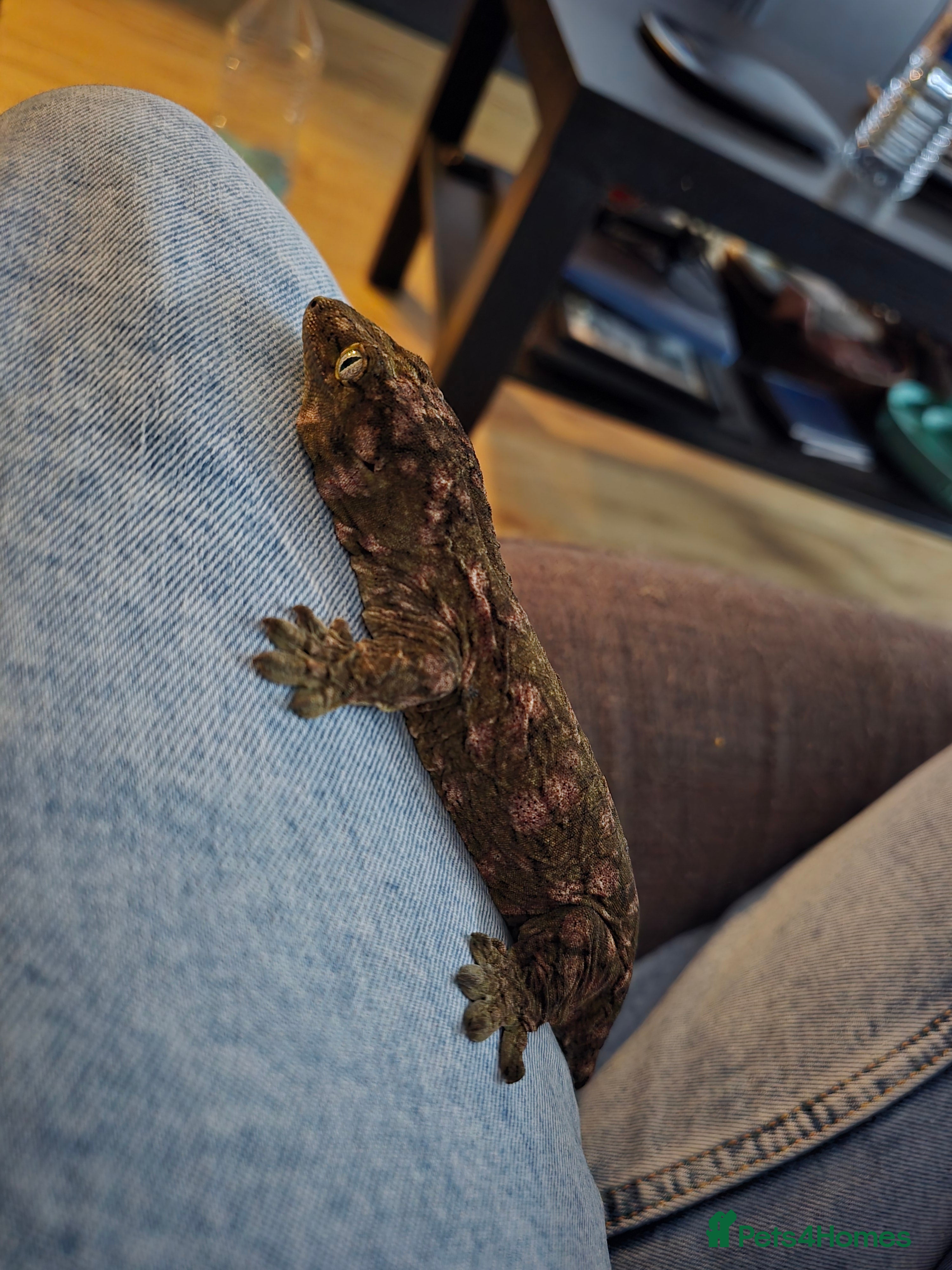 Gecko reptiles Leachie Gecko - 1 years old - Advert 1