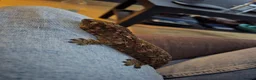 Gecko reptiles for sale: Leachie Gecko - 1 years old - Advert 1