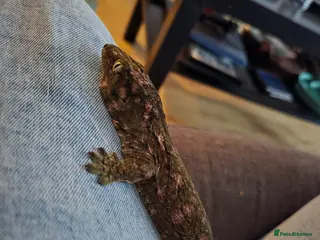 Gecko reptiles Leachie Gecko - 1 years old - Advert 1
