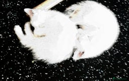 British Shorthair cats for sale: Beautiful kittens - Image 4