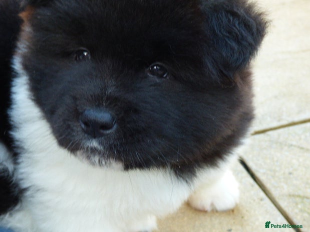 Akita dogs Quality Akita Baby Girl (KC Registered) - Advert 9
