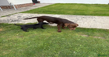 Labrador Retriever dogs - Advert 4