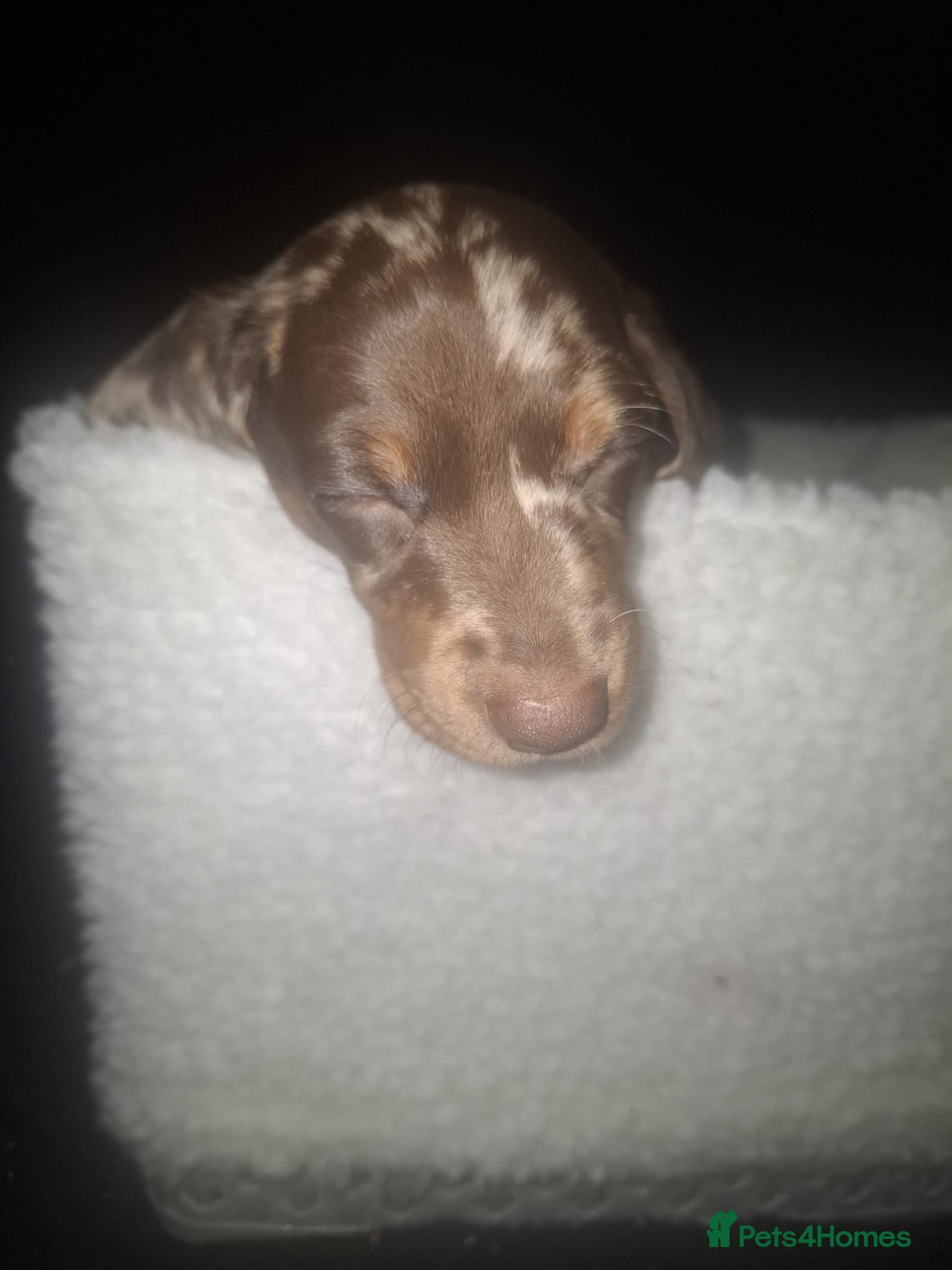 Dachshund dogs for sale: Dachshund puppys - Advert 5