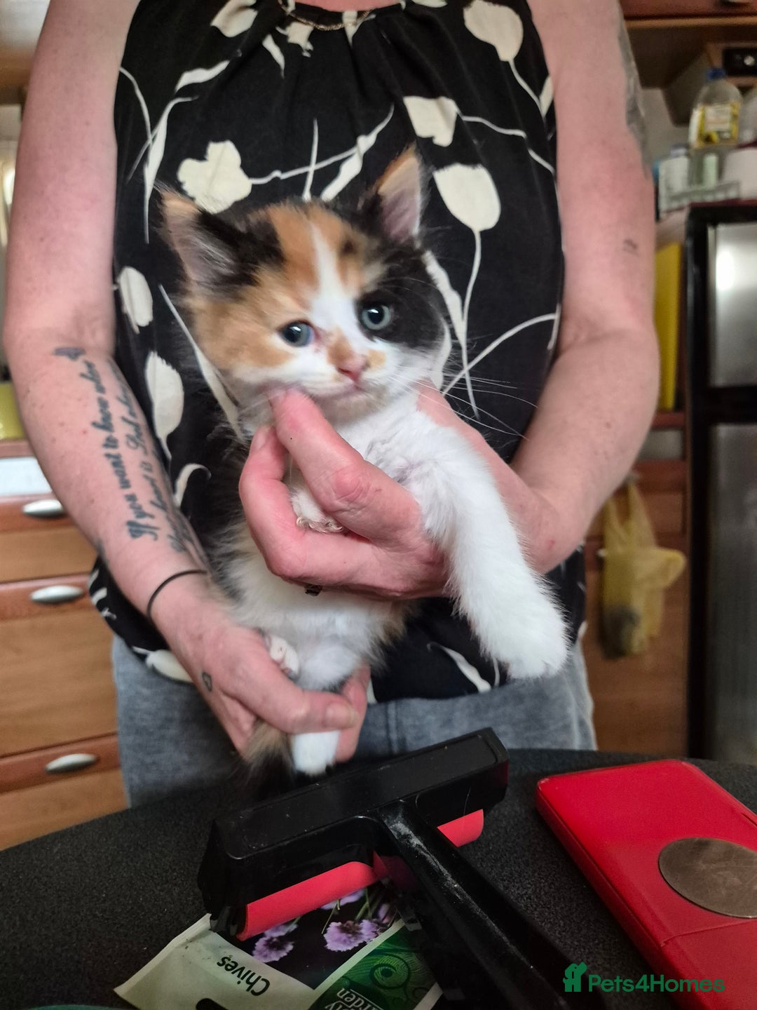 Mixed Breed cats for sale: Litter of kittens - Image 21