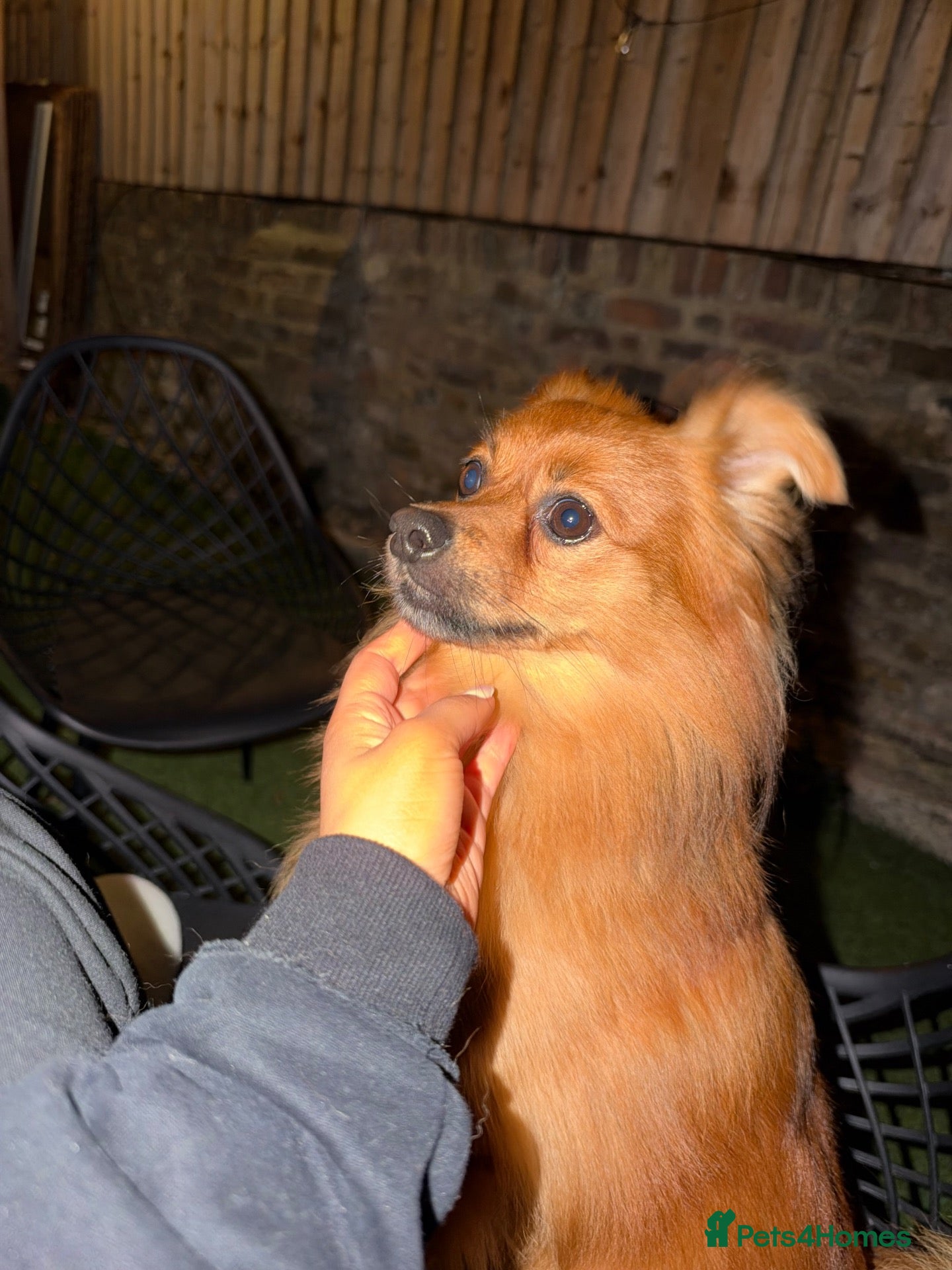 Pomchi dogs 5 years old pomchi  - Advert 1