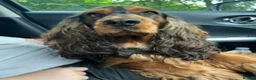 Cocker Spaniel dogs for sale: ✨health tested KC registered show type babies✨ - Advert 8