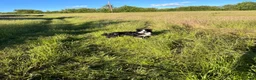 Border Collie dogs for stud: Border collie  - Advert 1