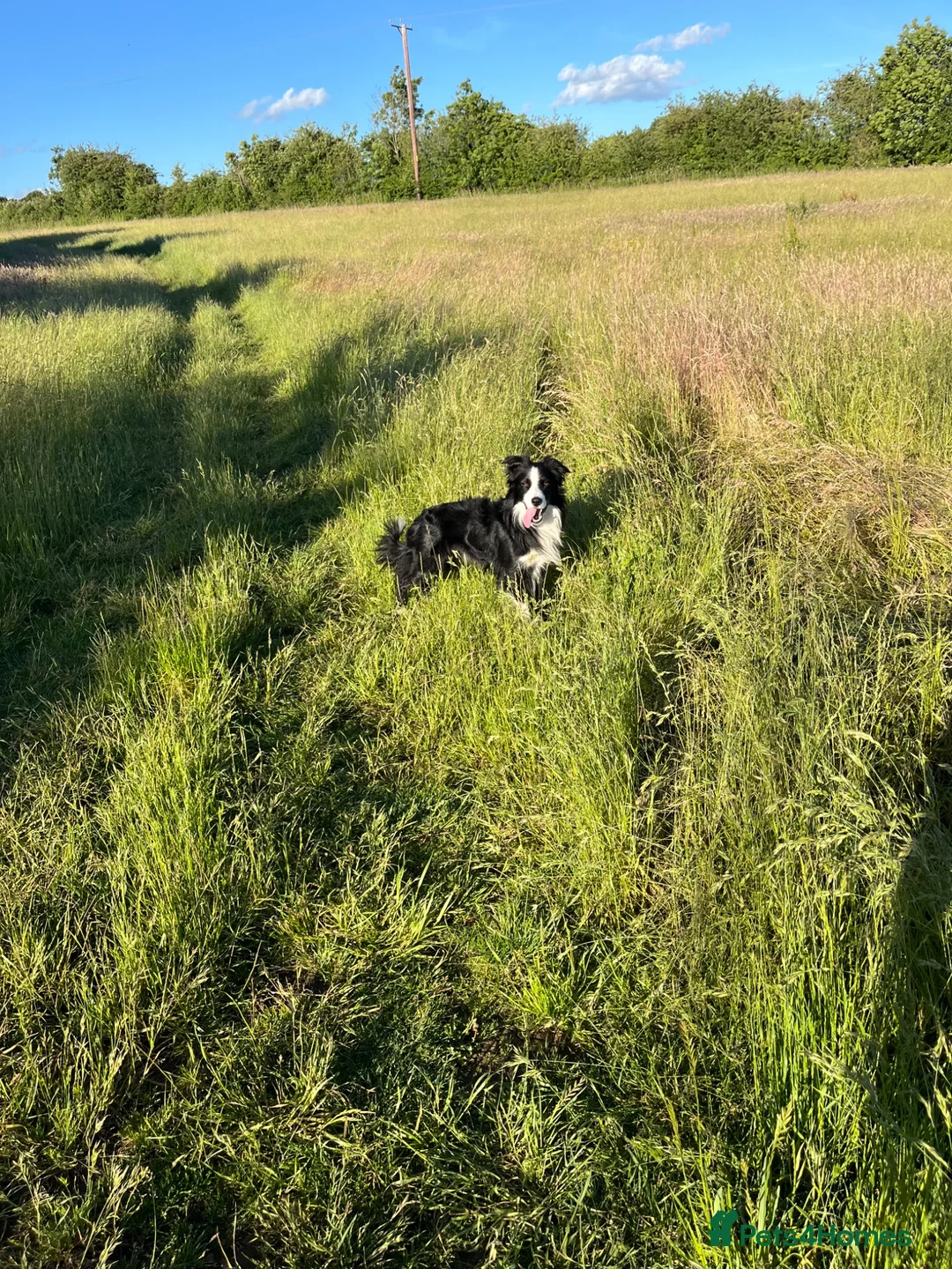 Border Collie dogs for stud: Border collie  - Advert 1