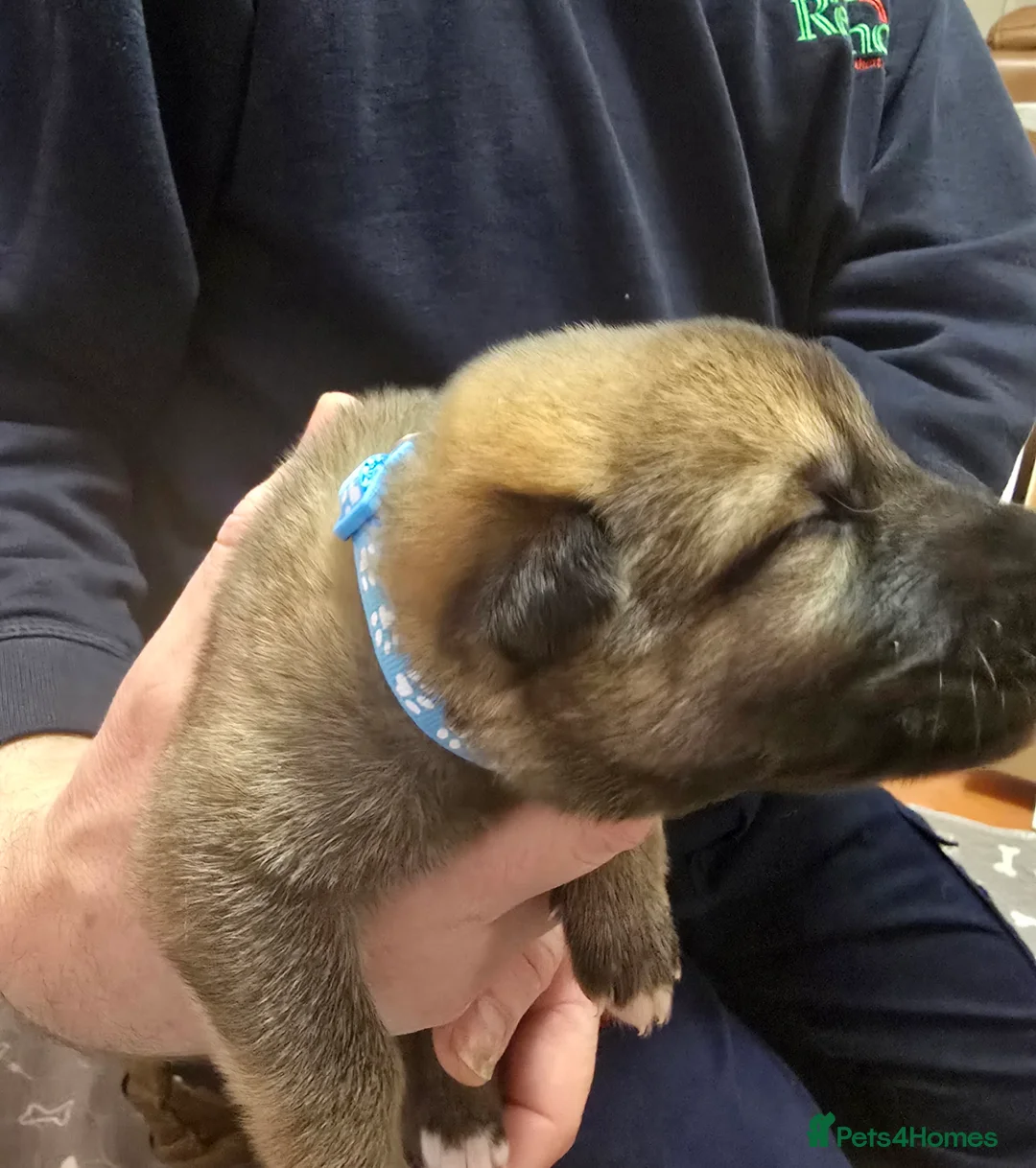 Mixed Breed dogs for sale: Cross between gsd/whippet/Huskey - Advert 13