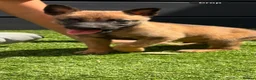 Belgian Shepherd Dog dogs for sale: Belgian Malinois Pup - Advert 6