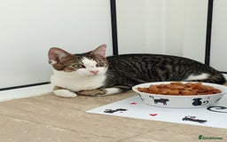 Mixed Breed cats for sale: Urgent rehoming for my kitten!! - Image 3