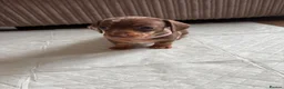 Dachshund dogs for sale: Miniature/Half-Miniature Dachshund Puppies  in Chatham - Advert 4