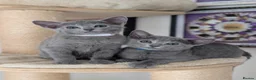 Russian Blue cats for sale: Full Pedigree American Line Russian Blue  - Advert 4