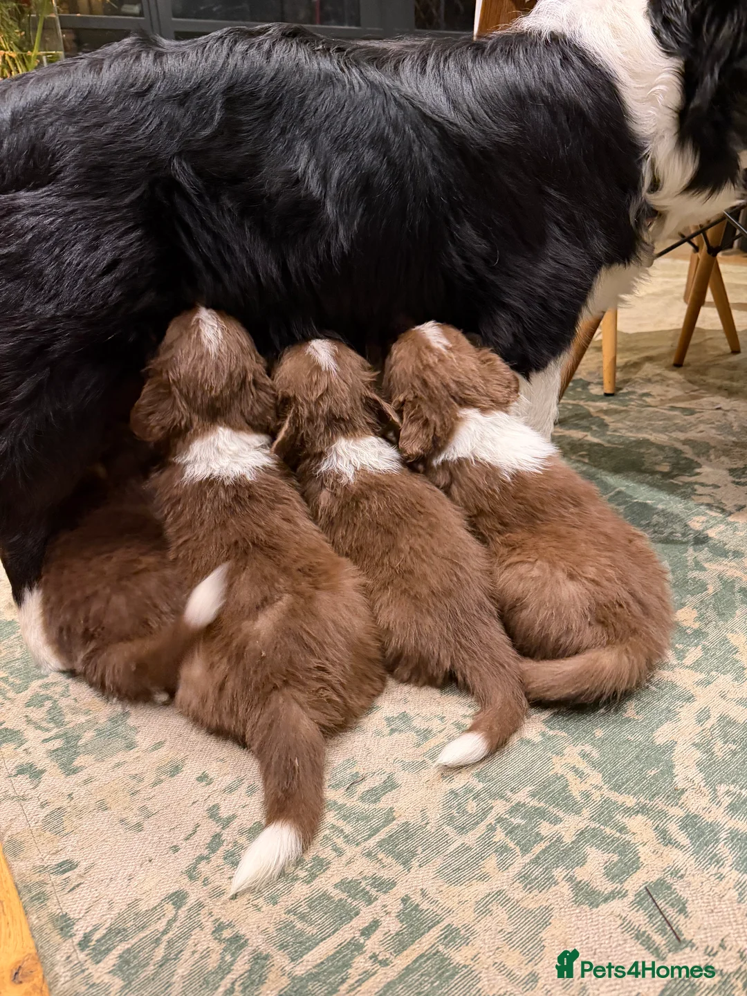 Border Collie dogs for sale: Border Collie puppies for sale - Advert 4