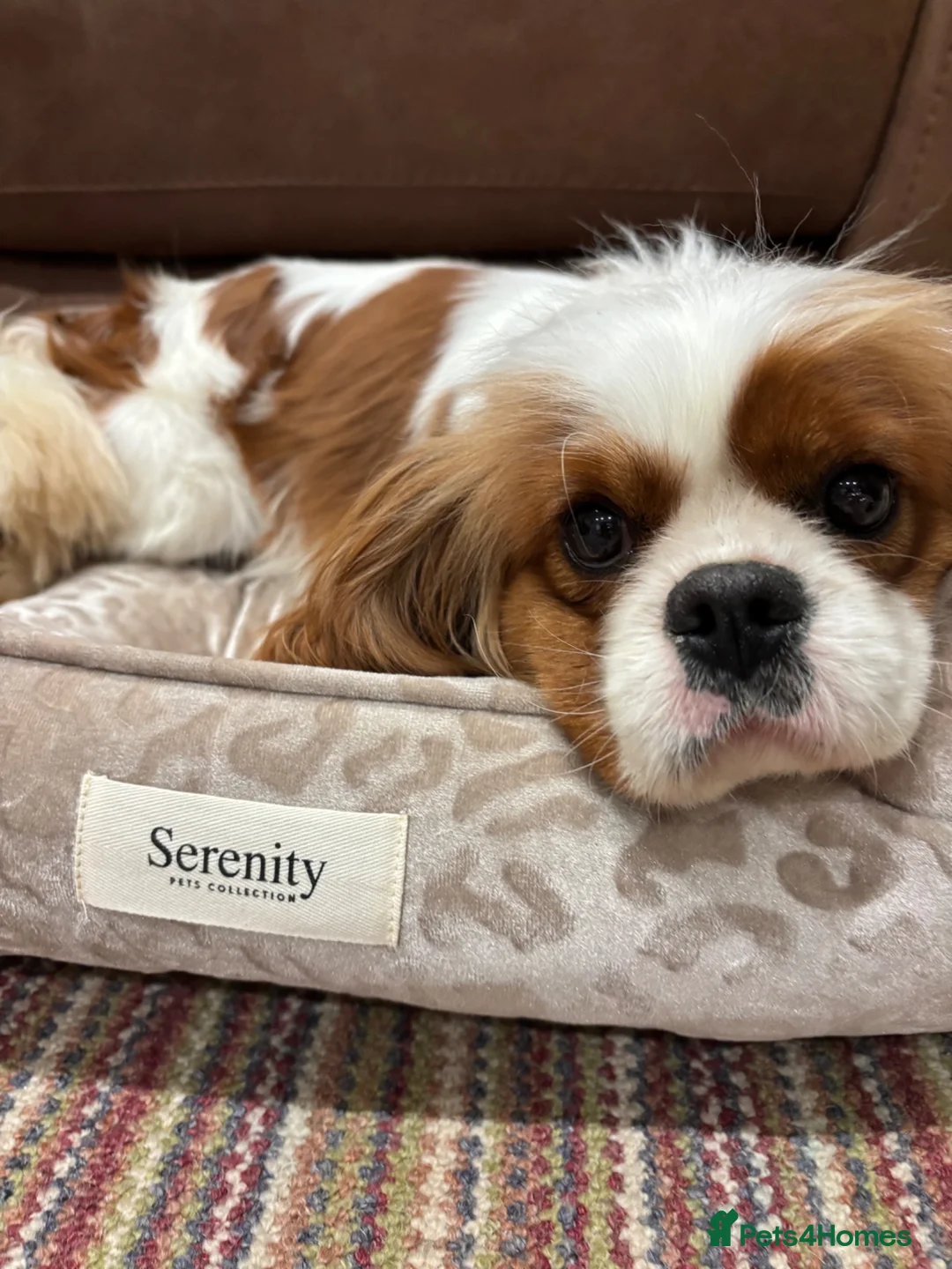 Cavalier King Charles Spaniel dogs for sale: Spayed female available  in Banbury - Advert 2
