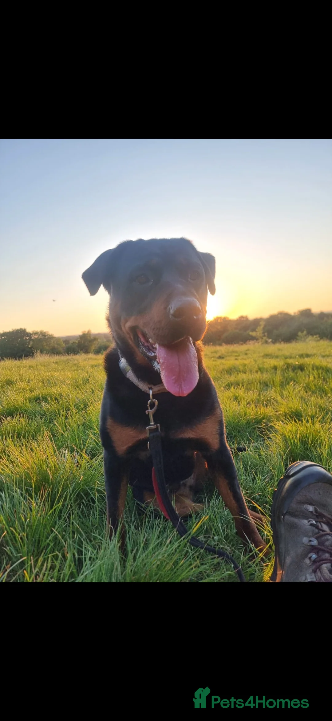 Rottweiler dogs for sale: Beautiful Rottweiller KC loving friendly - Advert 1