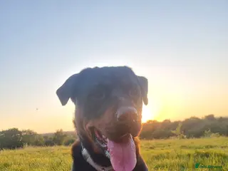 Rottweiler dogs Beautiful Rottweiller KC loving friendly - Advert 1