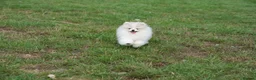 Pomeranian dogs for sale: Sweet little pups  - Advert 8