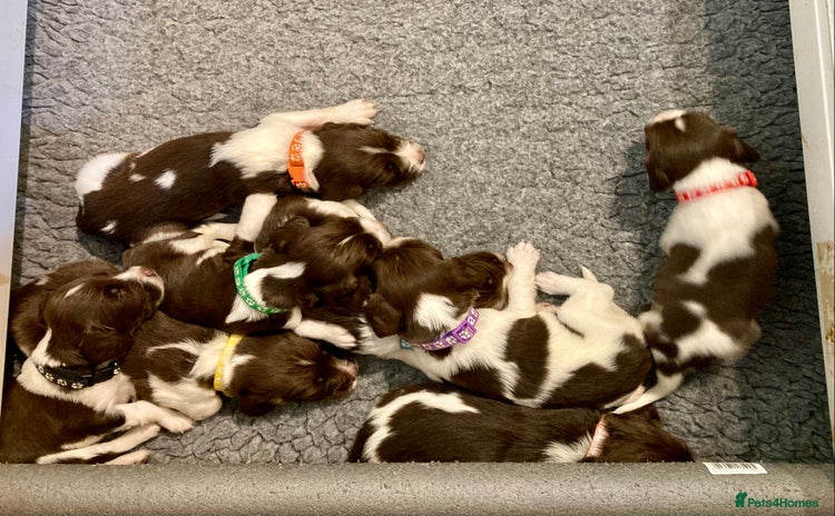 English Springer Spaniel dogs - Advert 1
