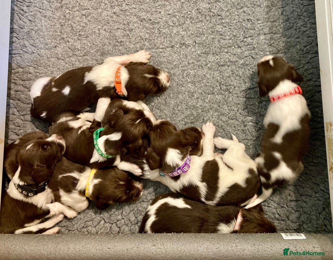 English Springer Spaniel dogs for sale: FIFTH generation! 7 litters, 36 pups, 32 families! - Image 1