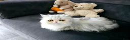 Persian cats for sale: Persian Female Silver Tabby Cat - GCCF - PKD Clear - Advert 4