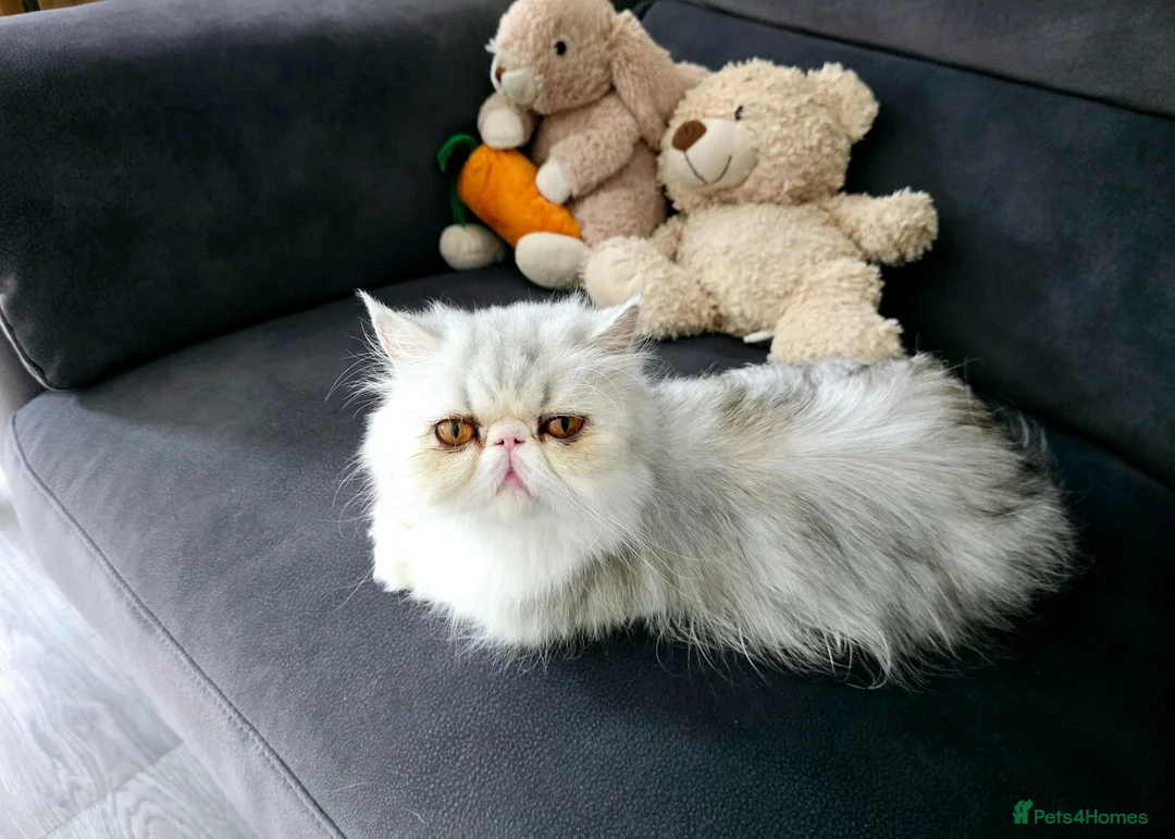 Persian cats for sale: Female Breeder Persian Cat Silver Tabby - GCCF - Advert 2