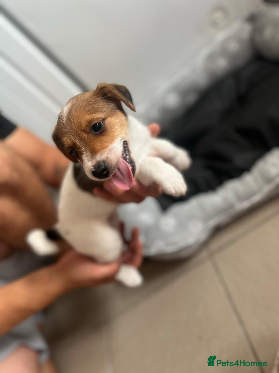 Jack Russell dogs for sale: 2 males puppies for sale - Image 8