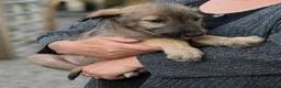 Irish Wolfhound dogs for sale: Irish Wolfhound Puppies  - Advert 3