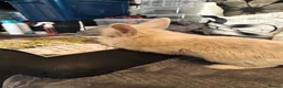 Mixed Breed rabbits for sale: Baby rabbits  - Advert 7