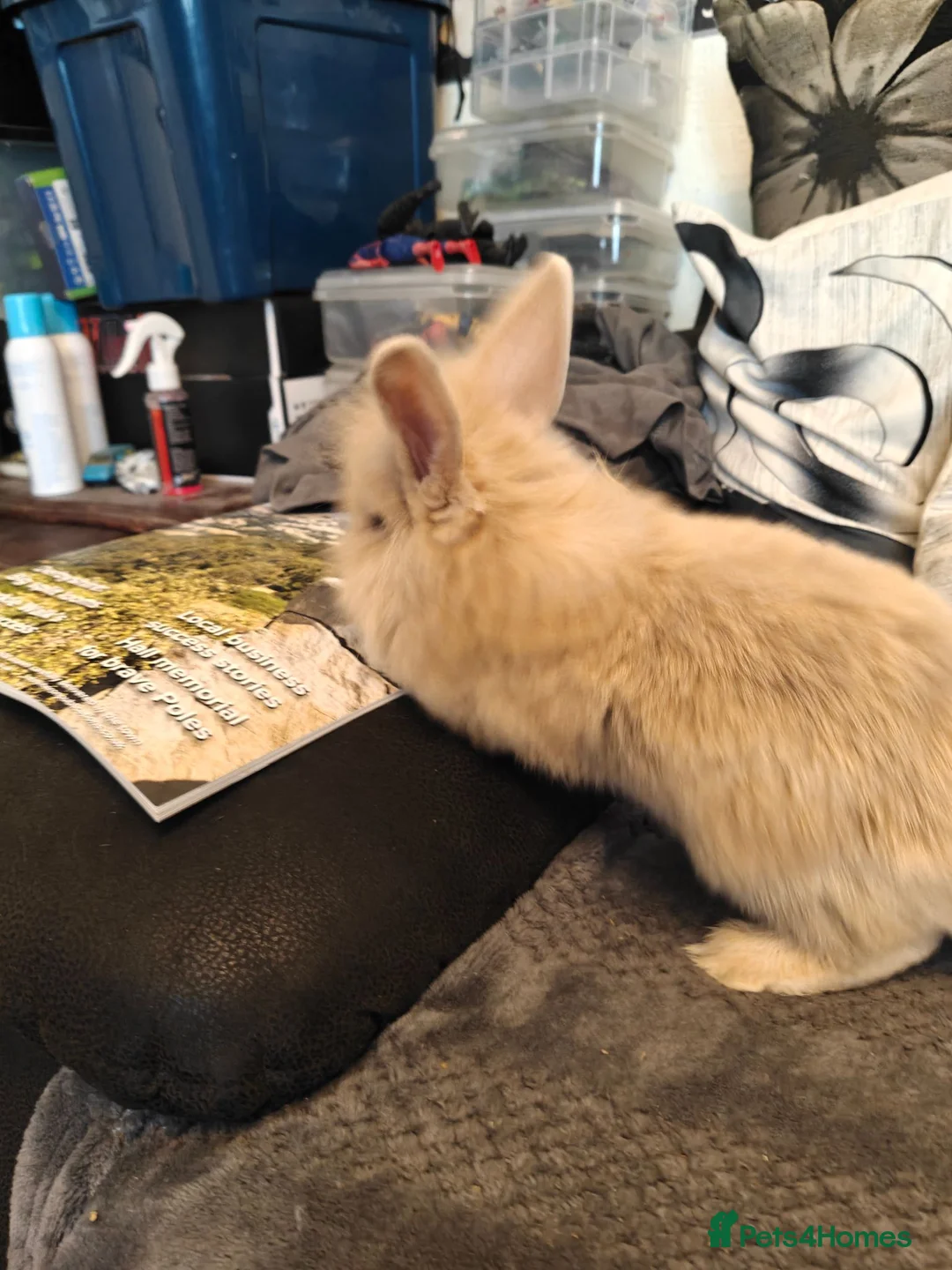 Mixed Breed rabbits for sale: Baby rabbits  - Advert 7
