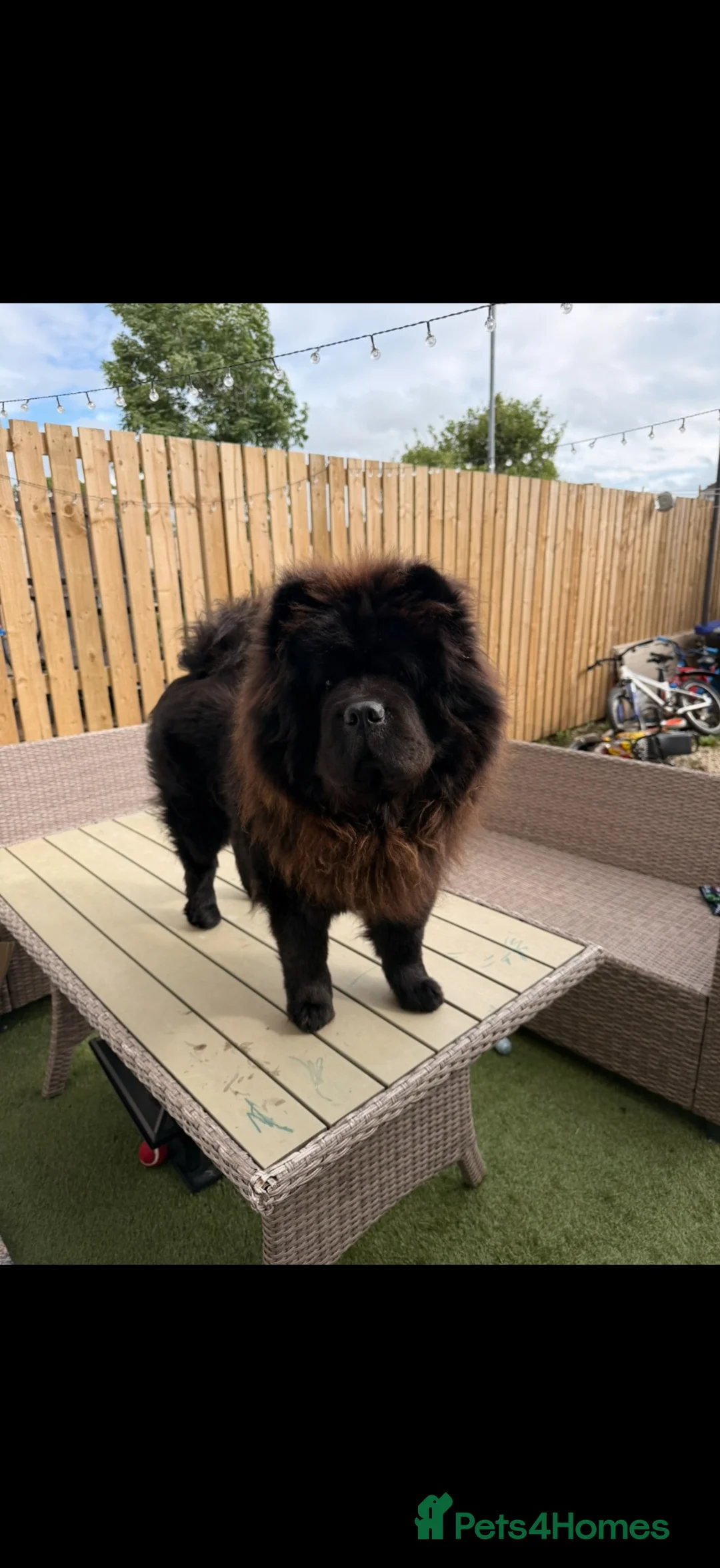 Chow Chow dogs for stud: Proven male chow chow stud  - Advert 2