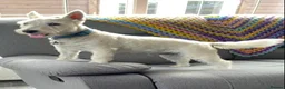 West Highland Terrier dogs for sale: WestHighland White Male 10 Months old in Ely - Advert 4