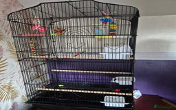 Budgerigars birds for sale: Budgie for sale - Image 5