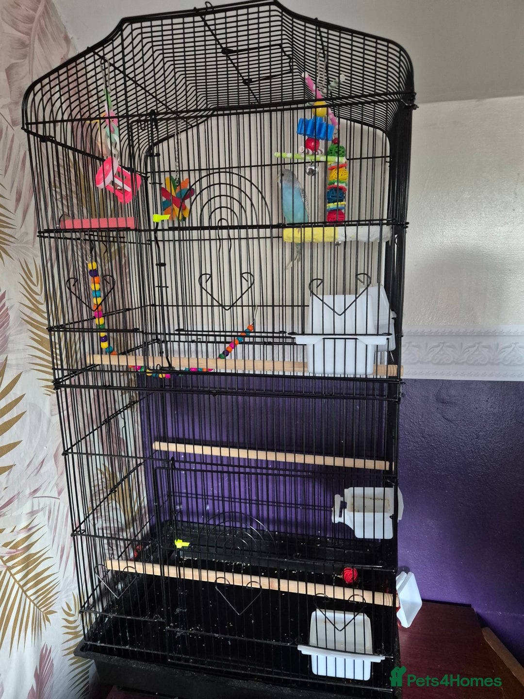 Budgerigars birds for sale: Budgie for sale - Image 5
