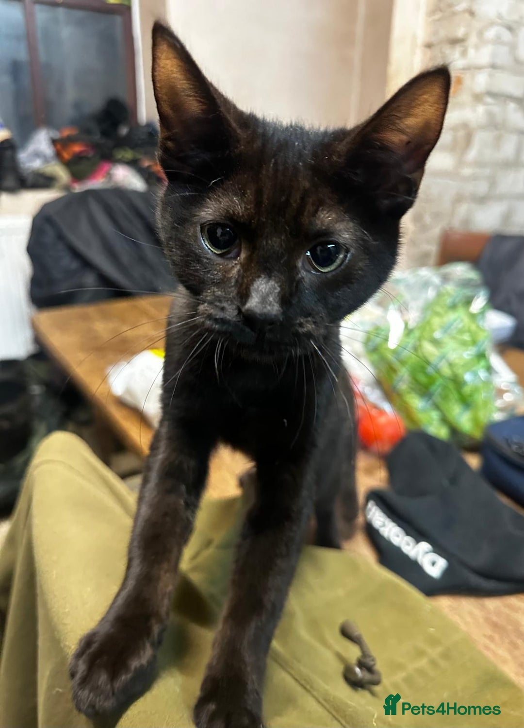 Mixed Breed cats for sale: Smashing Farm Kittens For Sale - Advert 7