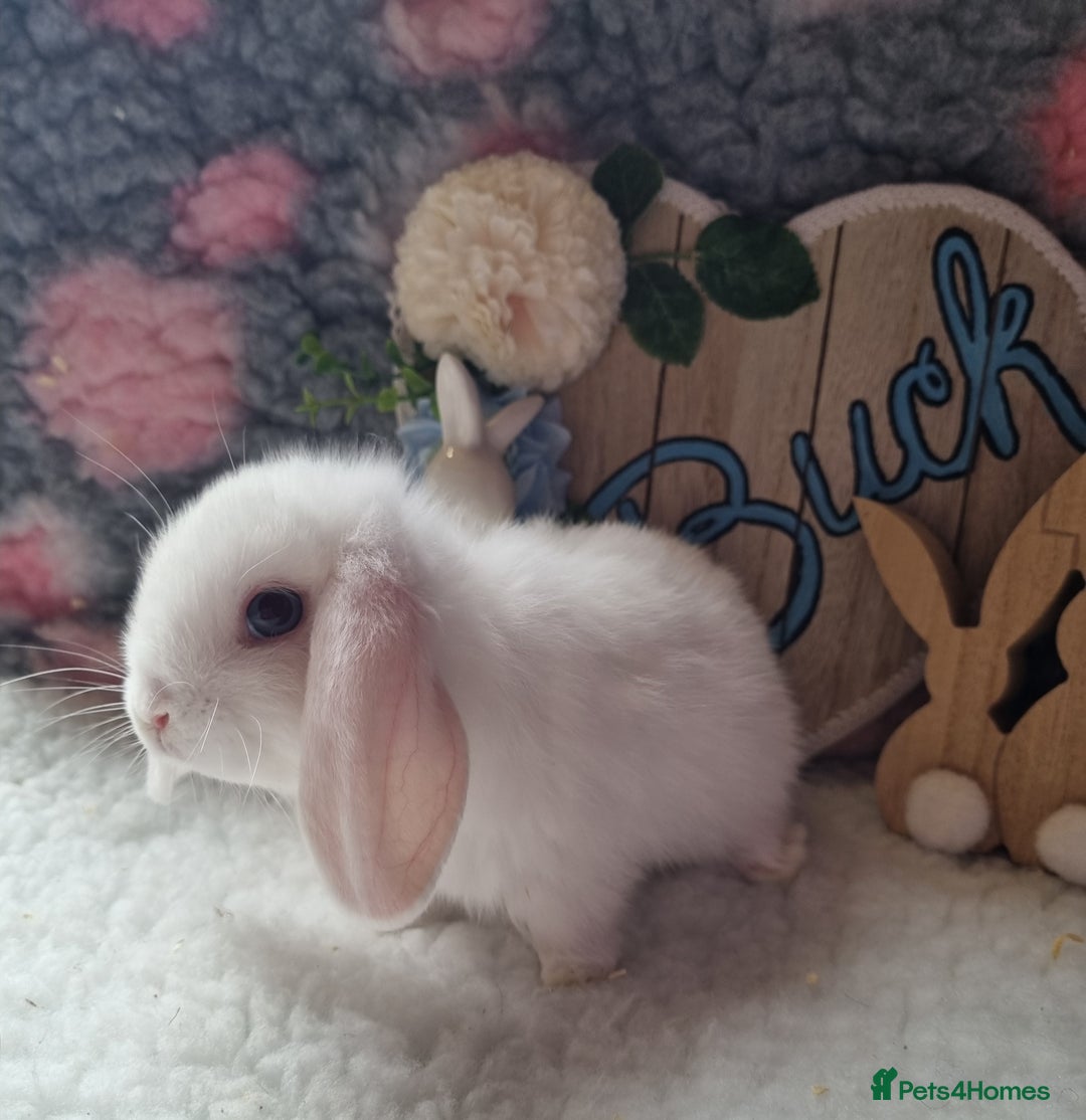 Mini Lop rabbits for sale: Beautiful mini lops - Image 7