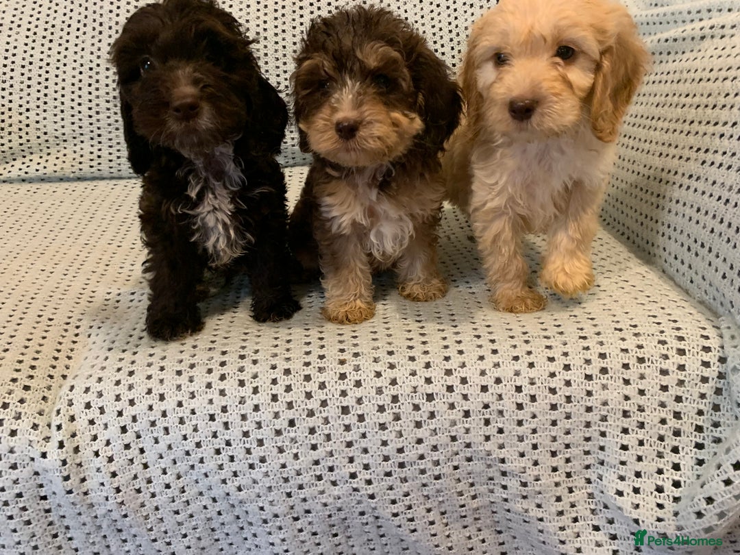 Cockapoo dogs for sale: Show type cockapoo - Image 4