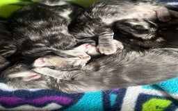 Maine Coon cats for sale: Maine coon cross  - Image 8
