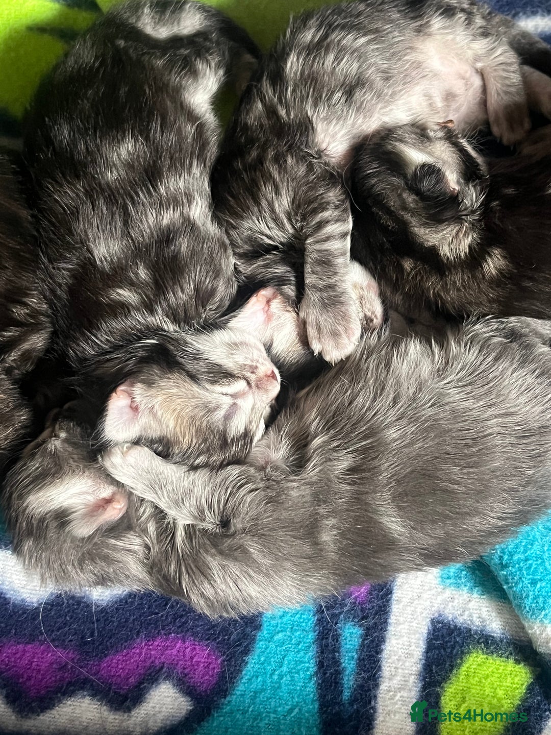 Maine Coon cats for sale: Maine coon cross  - Image 8