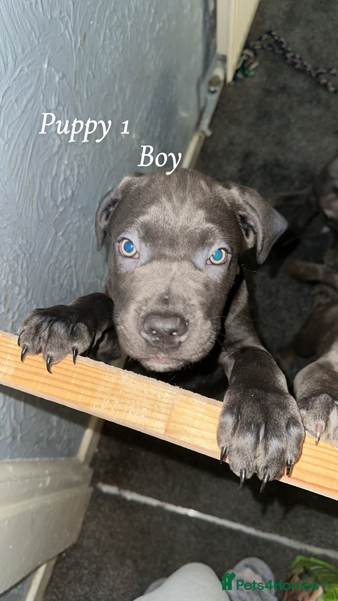 Cane Corso dogs for sale: Cane corso pups  - Advert 3