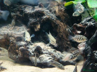 Cichlids fish True Parrots (Hoplarchus Psittacus) - Advert 9