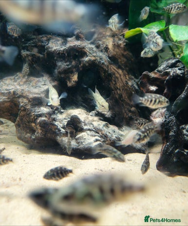 Cichlids fish - Advert 5