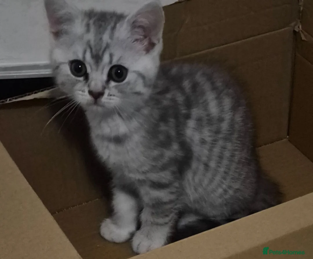 British Shorthair cats for sale:  BRITISH SHORT HAIR  - Advert 2