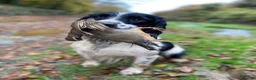 English Springer Spaniel dogs for sale: KC REG ENGLISH SPRINGER SPANIELS - Advert 8