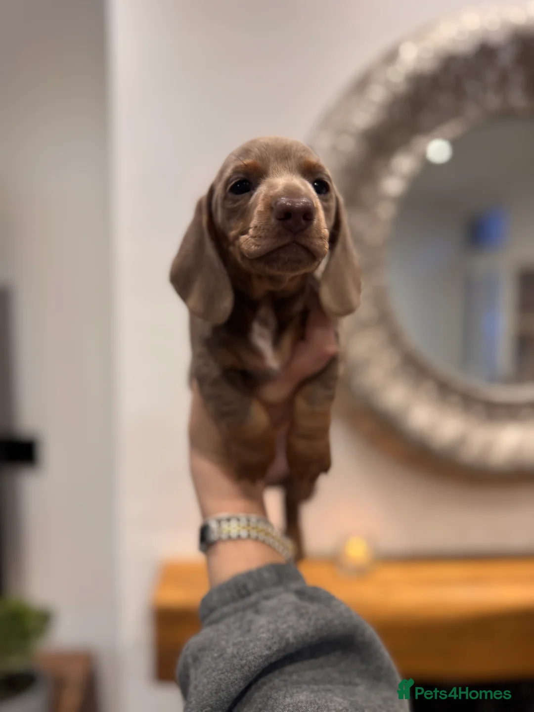 Miniature Dachshund dogs for sale: Miniature dachshund  - Advert 5