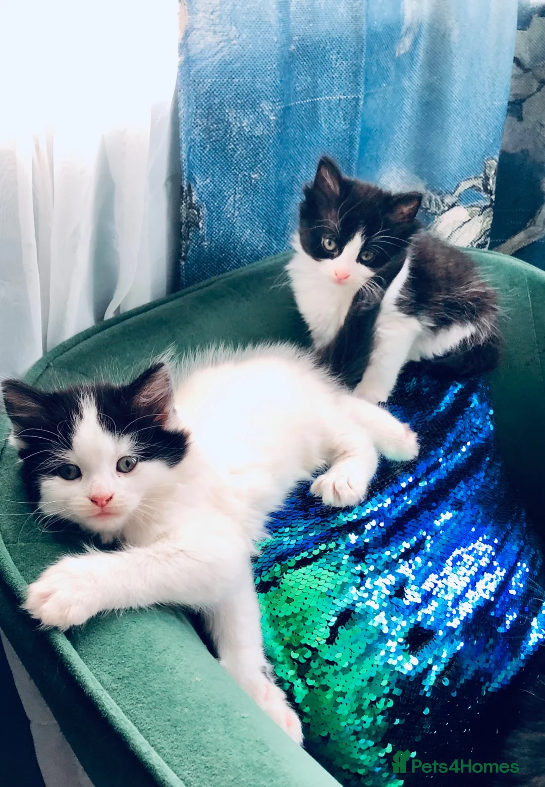 Mixed Breed cats for sale: Main Coon Mix Kittens looking for a home  - Advert 8