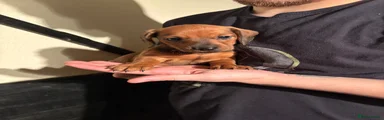 Dachshund Puppy 5