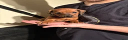 Dachshund dogs for sale: Ready Friday Dachshund puppies  - Advert 8